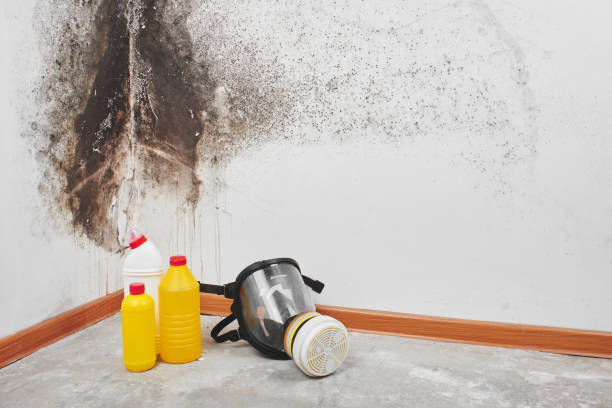 Best Mold Testing and Inspection Services in Ketchum, ID